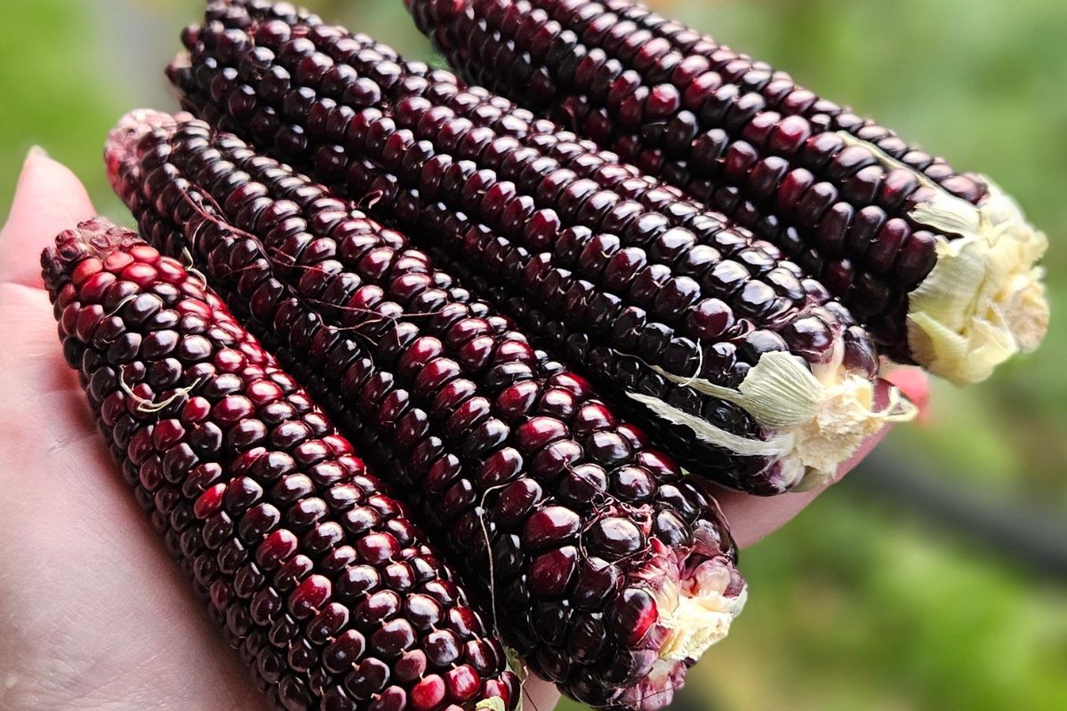 Striped japonica corn kernels