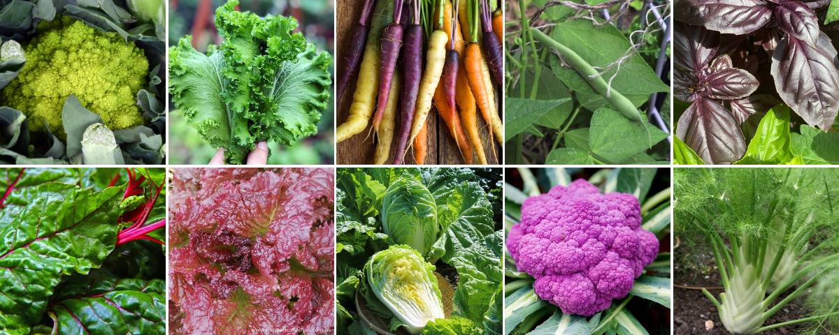 A selection of vegetables that can be grown from seeds included in a summer seed subscription