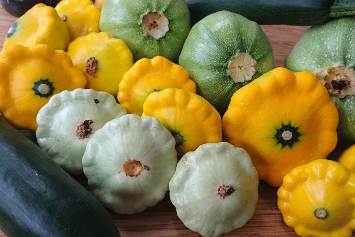 Summer Squash