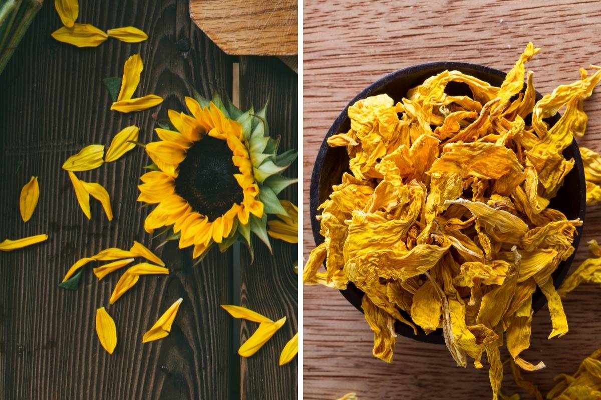 Sunflower petals can be dried or used as garnishes