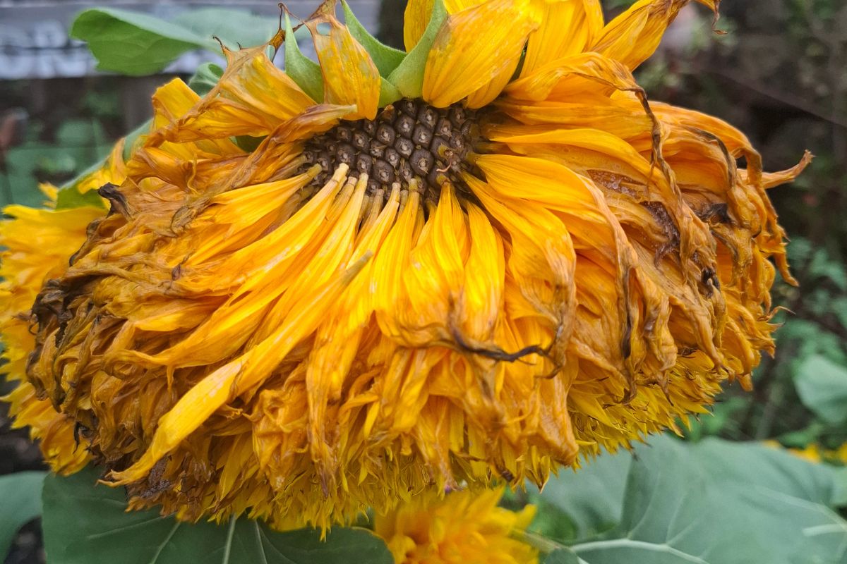 Sunflower