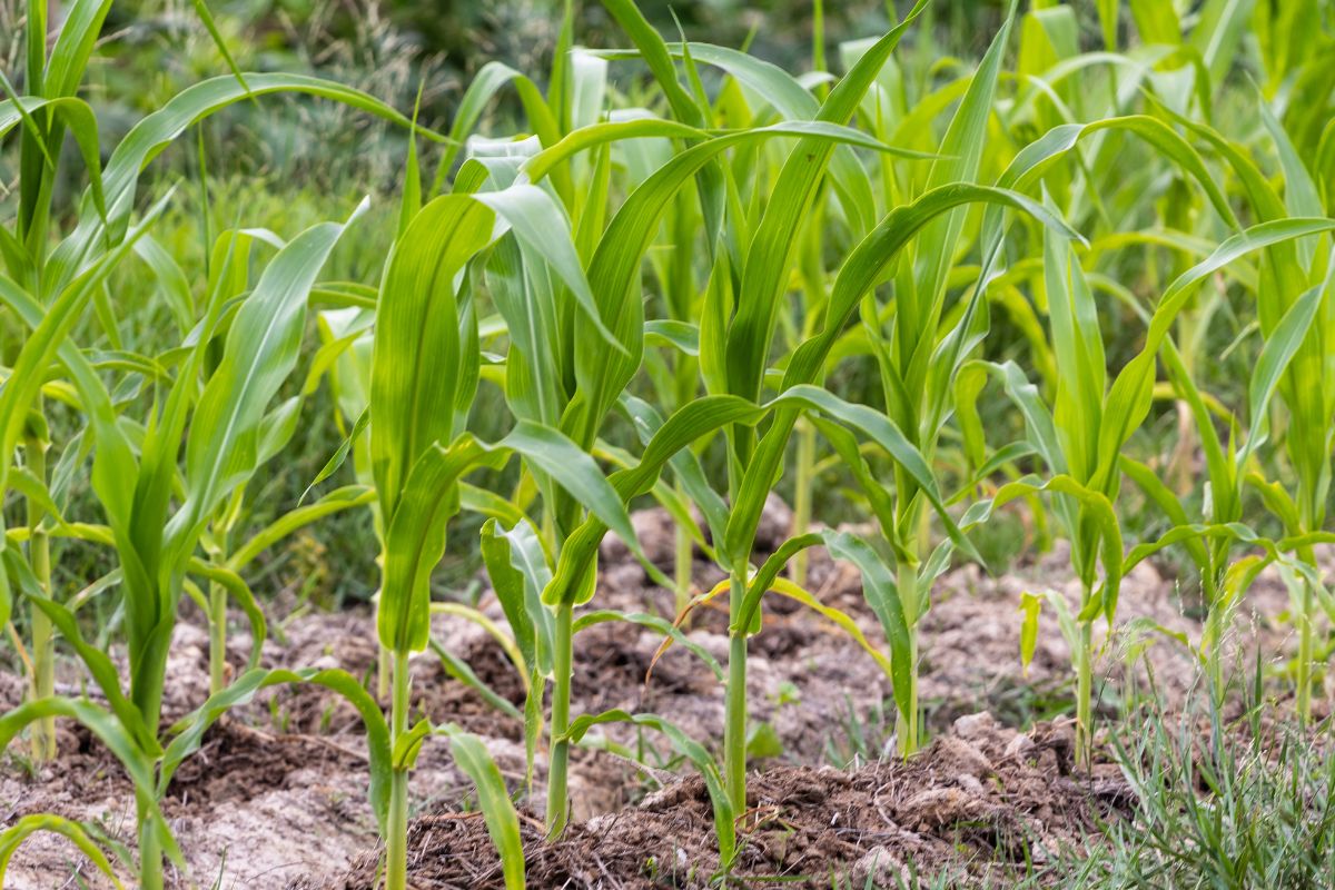 Sweet corn seedlings planted direct in a garden bed