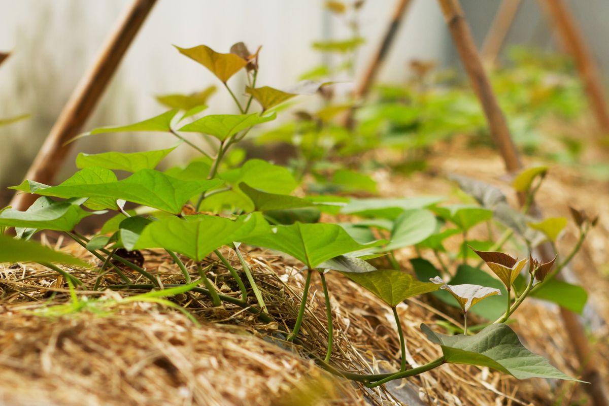 Sweet potato cuttings planted in a garden bed