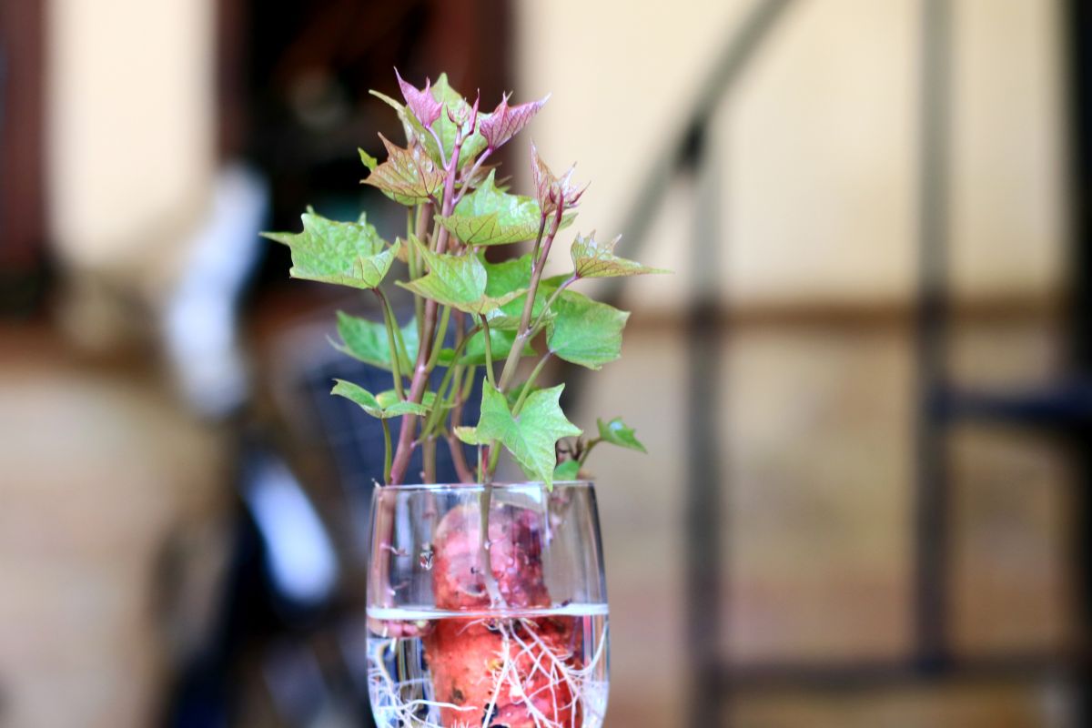 Sweet potato cuttings forming roots in water