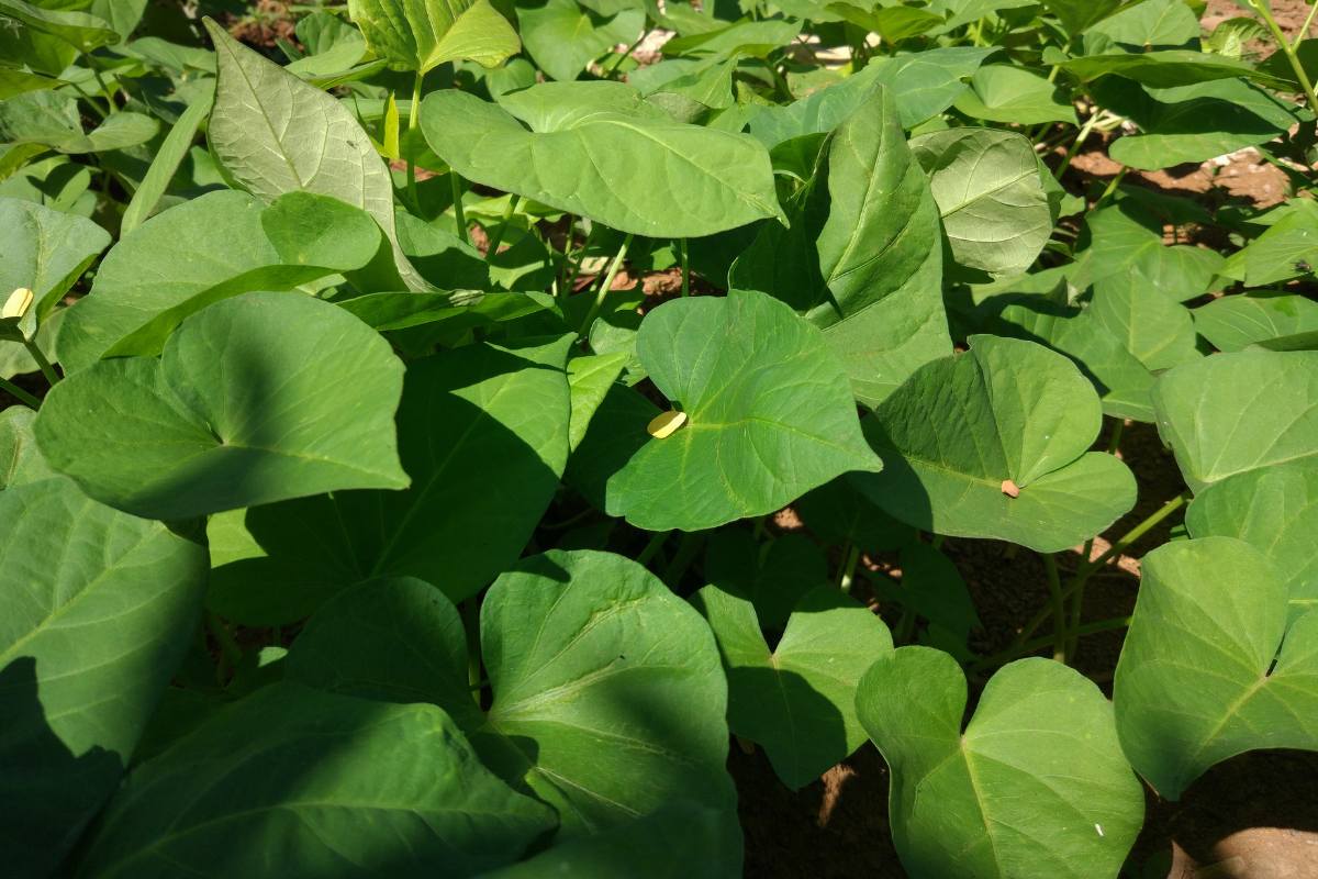 Sweet potato leaves