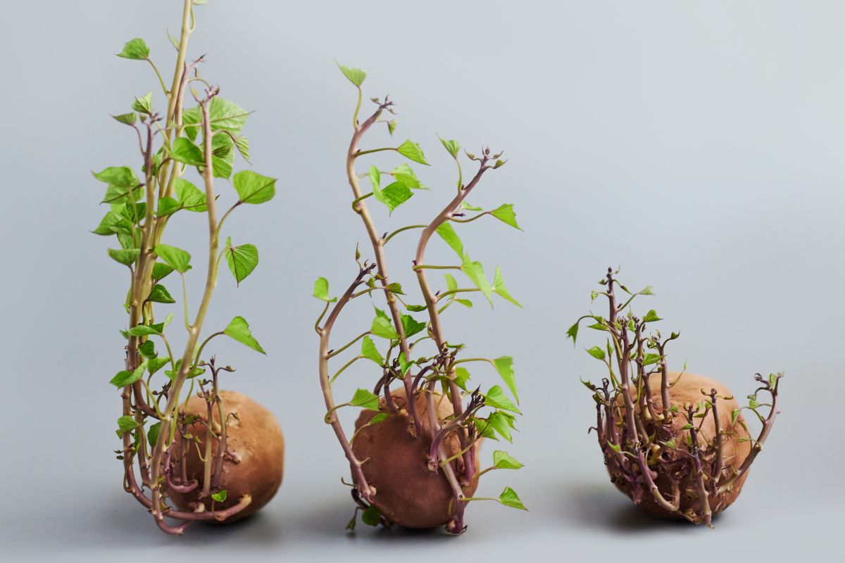 sweet potato shoots