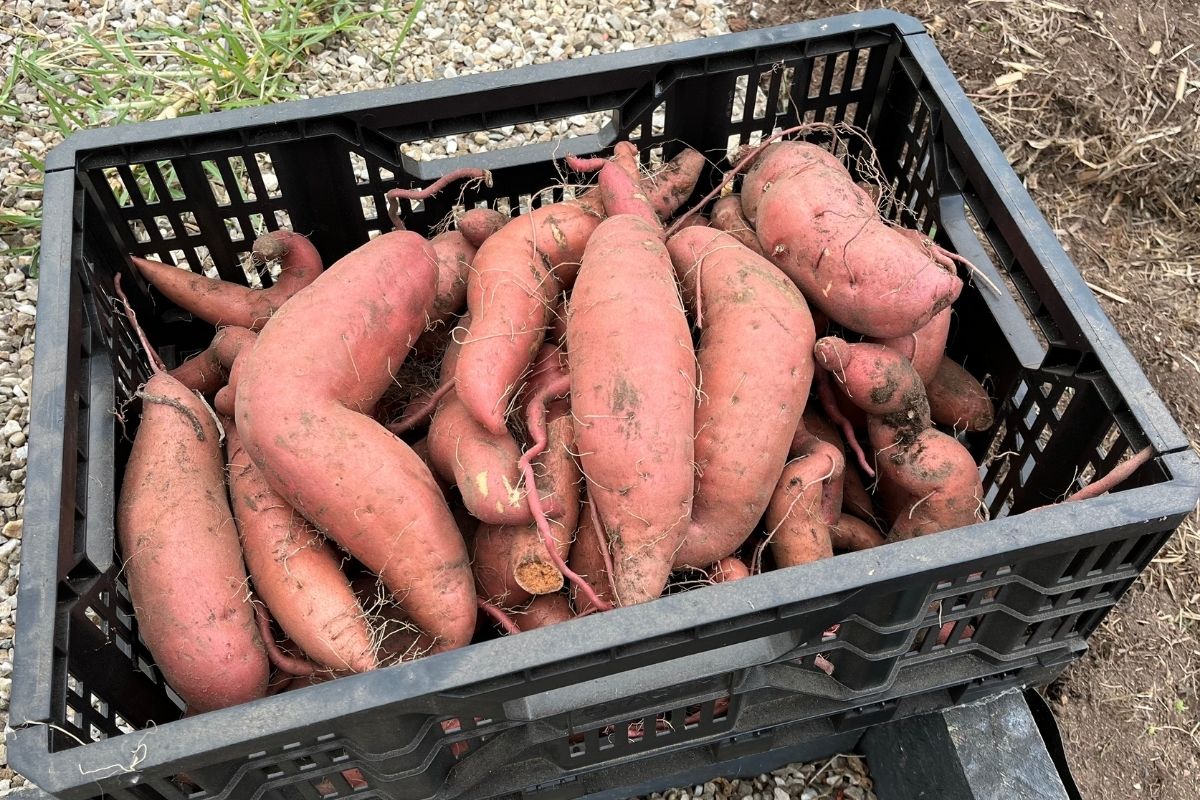 Sweet potato in black crate