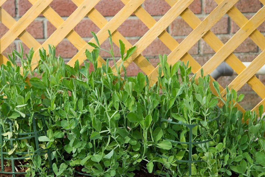 Sweetpea plants growing up