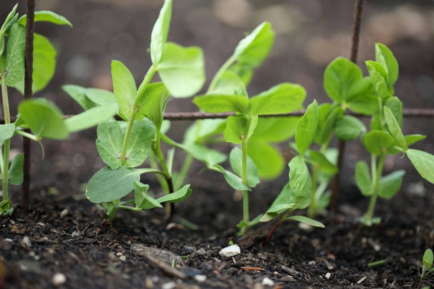 Sweetpea Seedlings