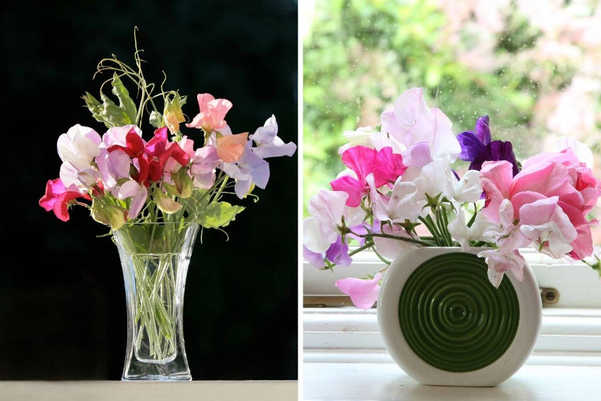 Sweetpeas arranged in vases