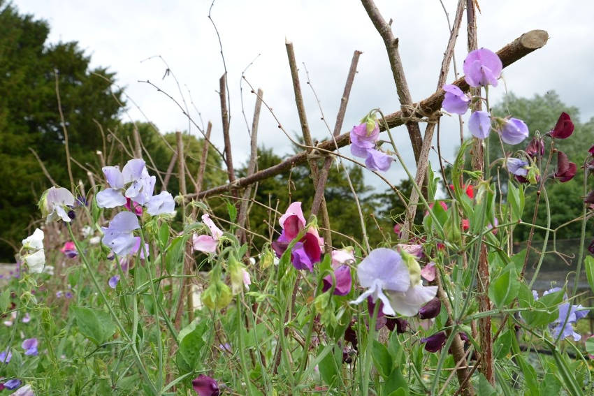 Sweetpeas growing in the garden