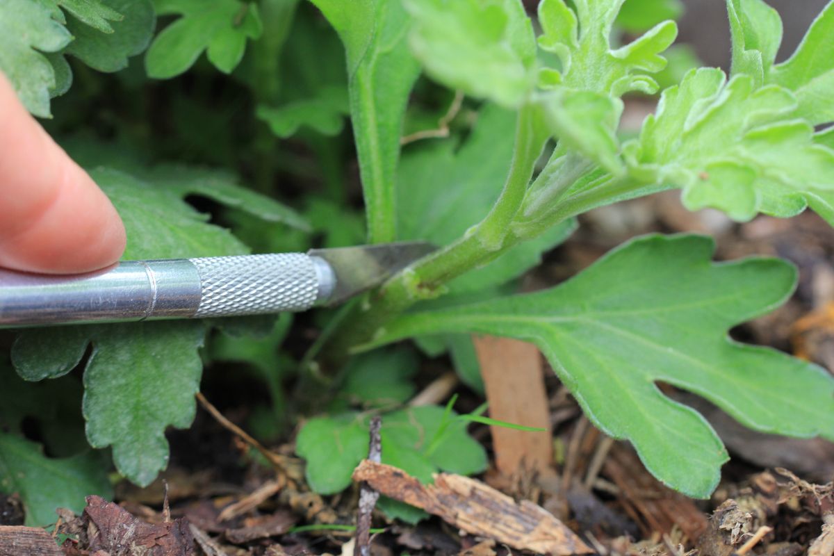 Taking a crysanthemum cutting