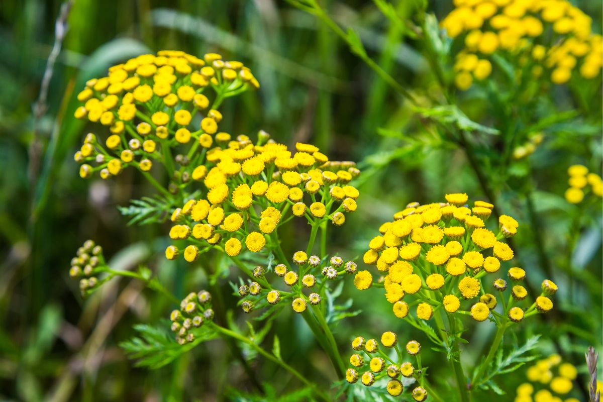 The bright yellow pompom flowers of tansy growing in a home garden