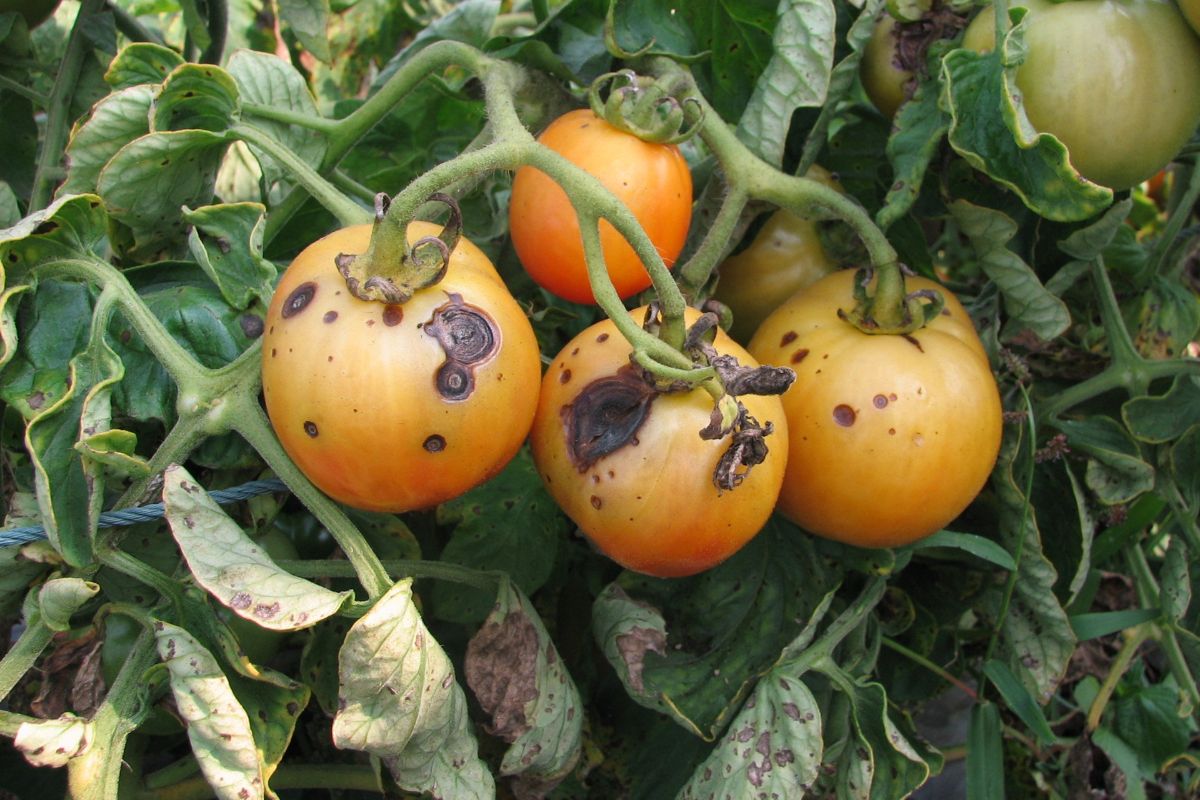 Tomato leaves and fruit showing signs of target spot disease