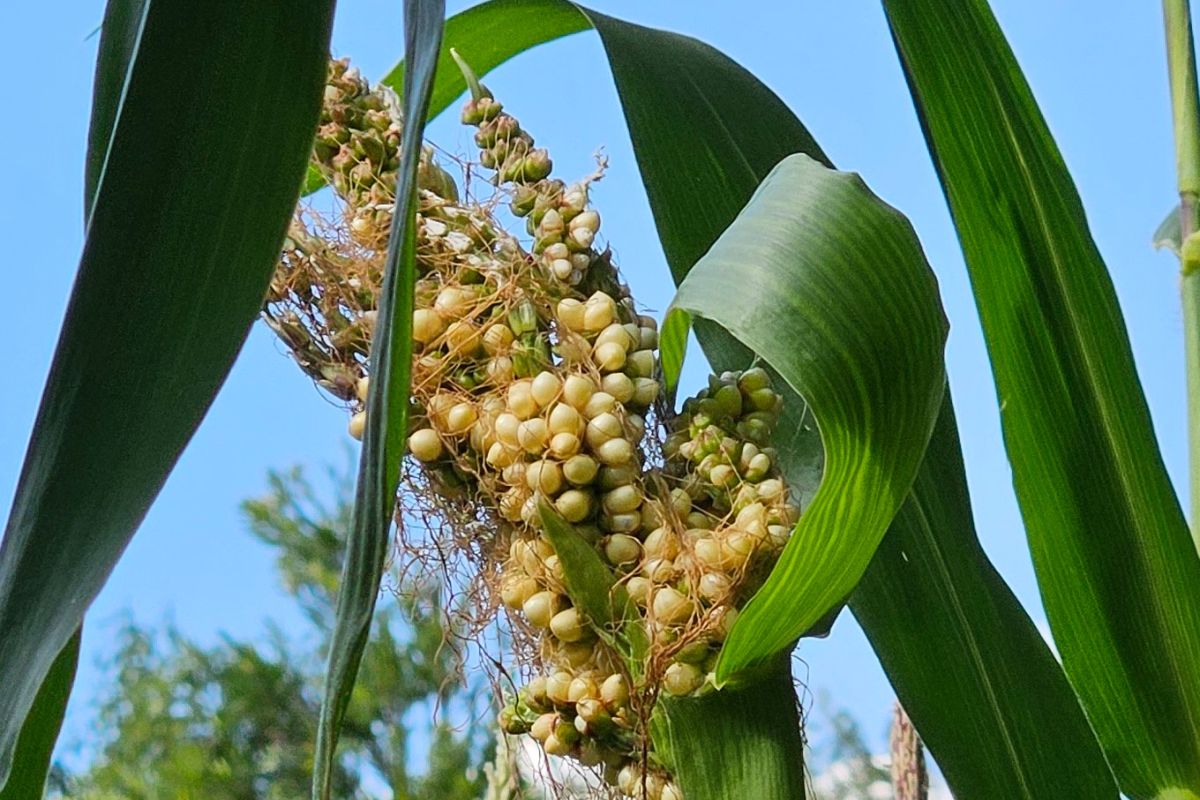 Corn tassel ear