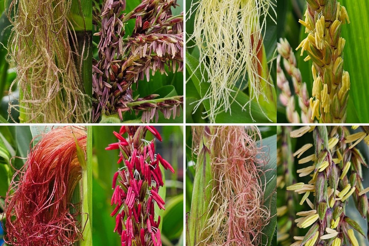 Tassels and silks colours corn