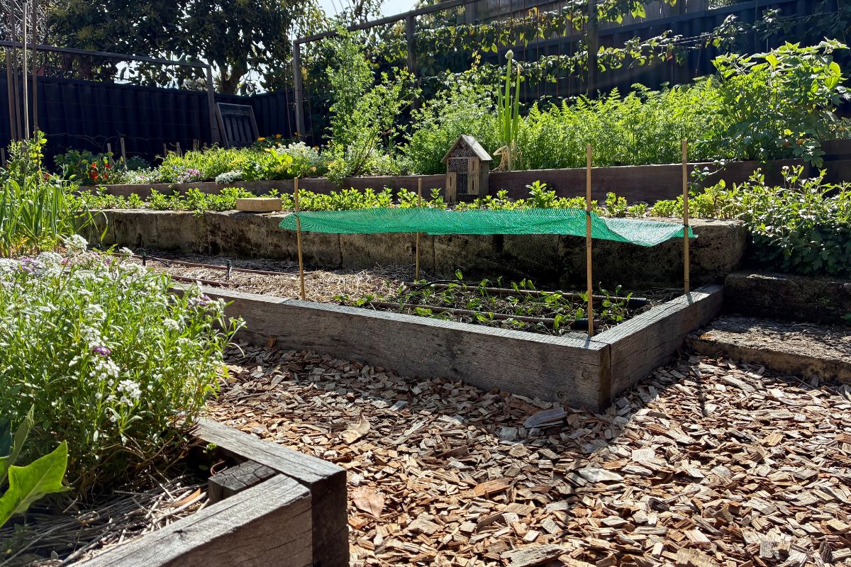 Temp shade over seedlings