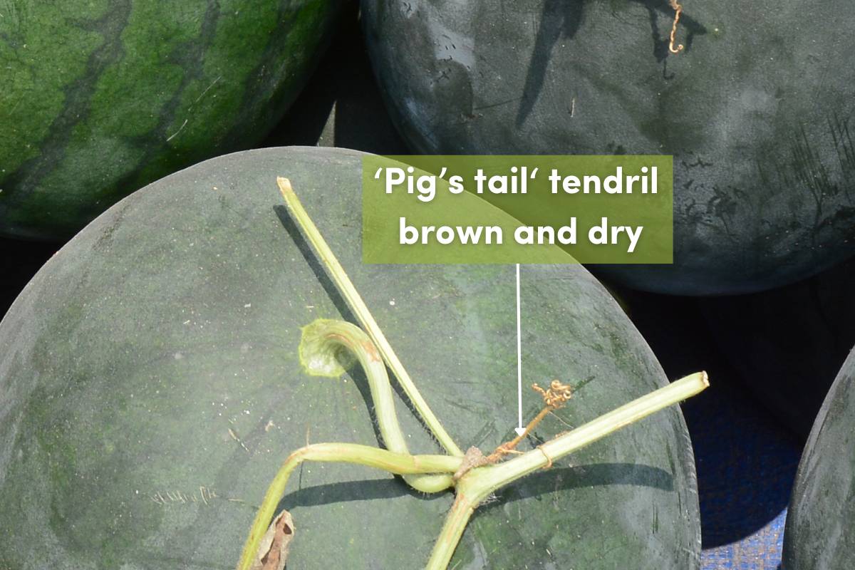 A photo showing a dry, brown tendril opposite a harvested watermelon