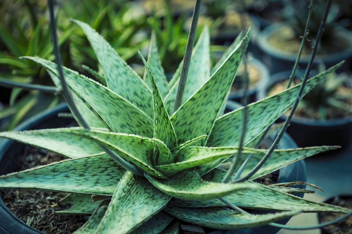 A photo of the neatly arranged leaves of an aloe plant