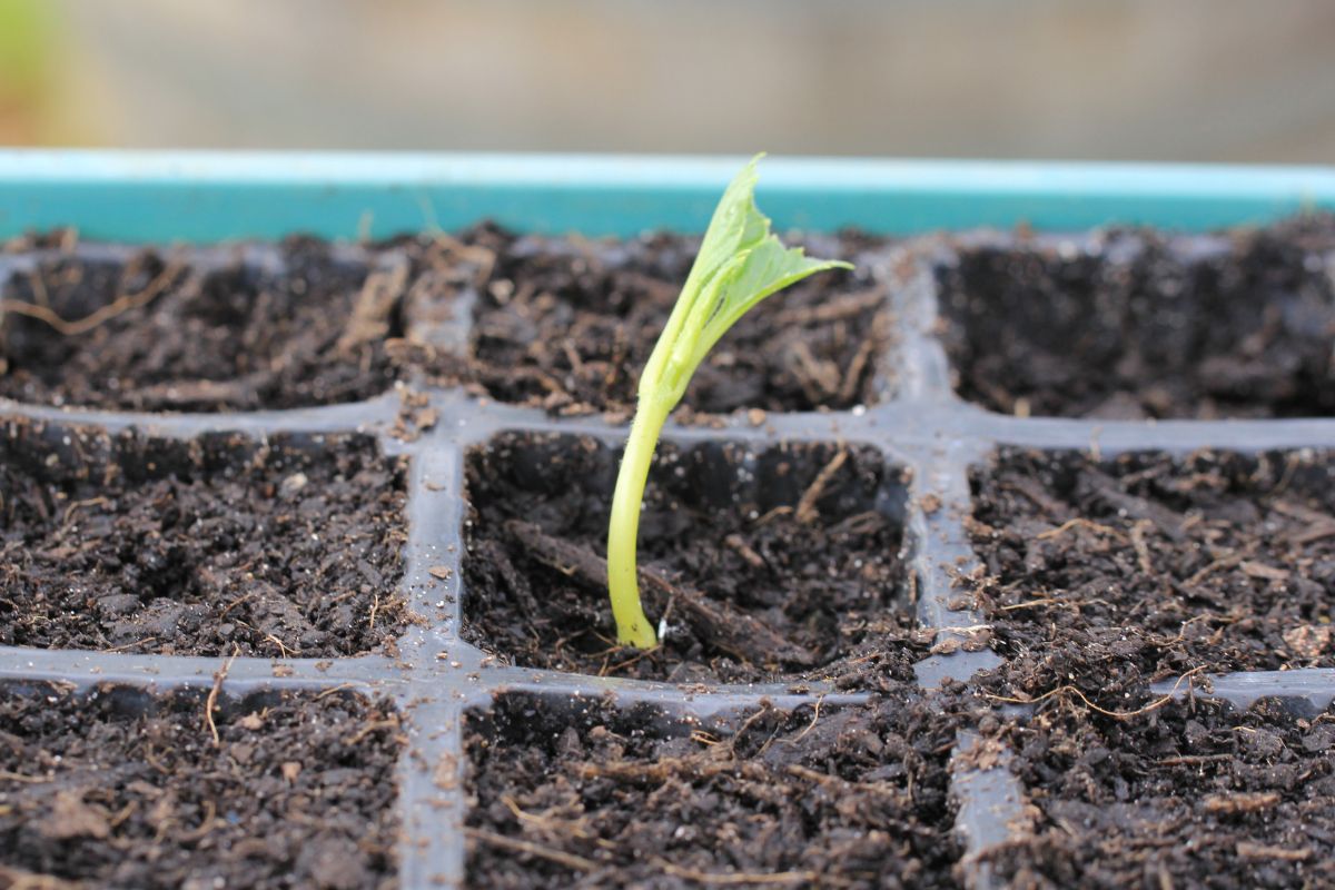 the cutting planted in a punnet