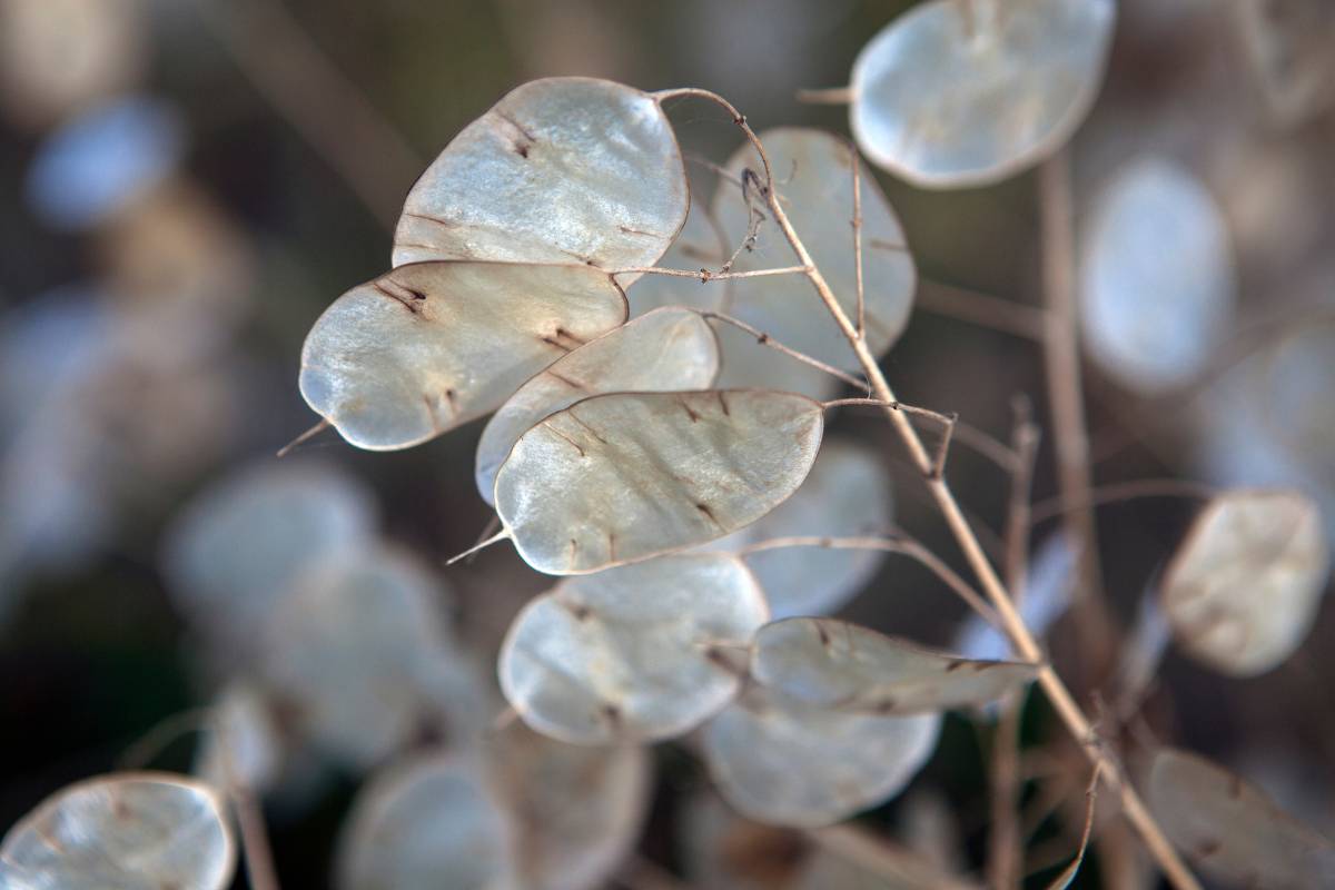 The dried seed pods of Honesty