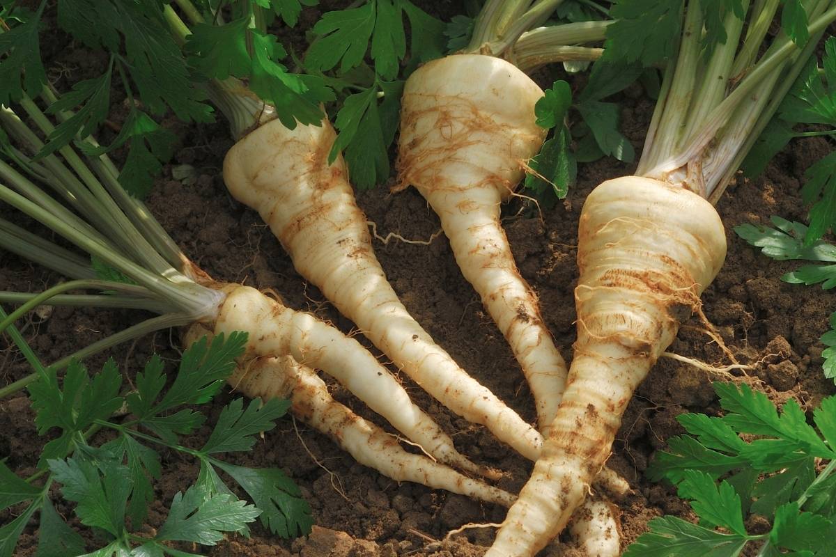 The edible roots of Hamburg turnip rooted parsley