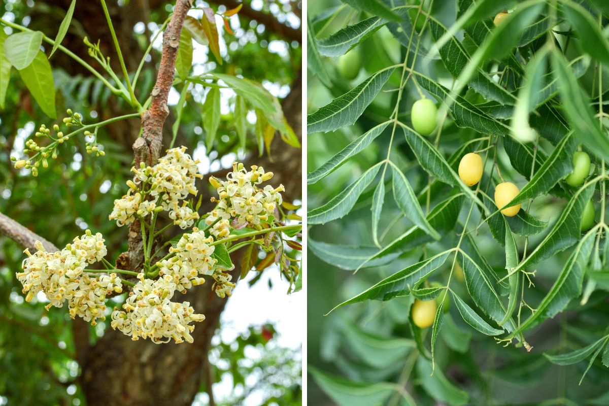 The flowers and fruit of the neem tree