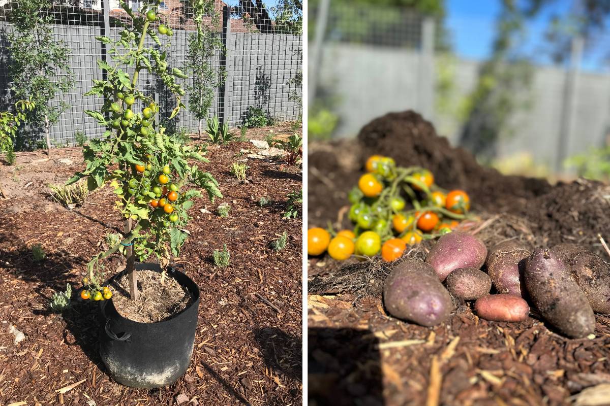 The mature plant with the cherry tomato and potato harvests