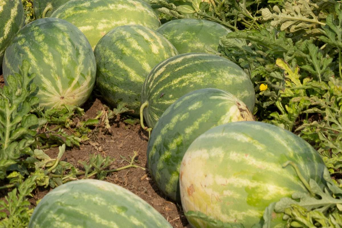 Yellow or field patches on harvested watermelons