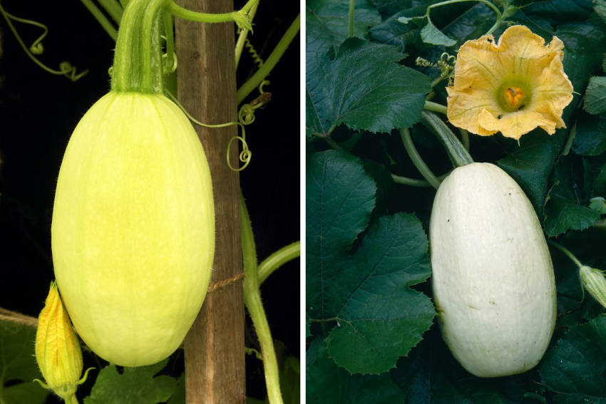 The young fruit and flowers of spaghetti squash