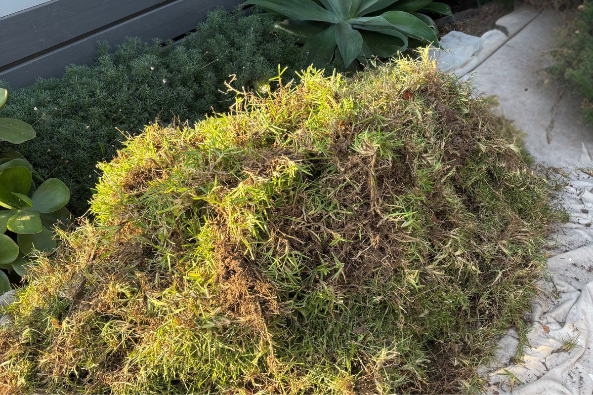 The grass that has been removed
