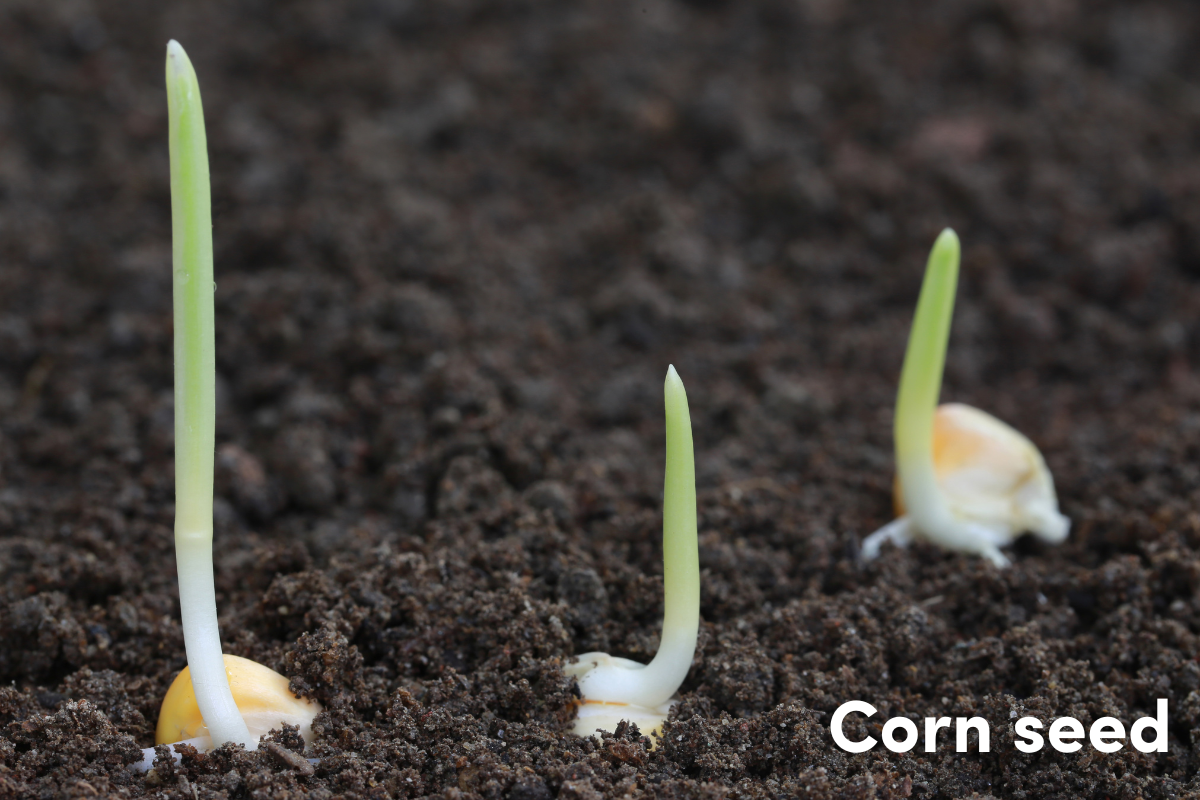 Three corn seeds germinating on the soil's surface