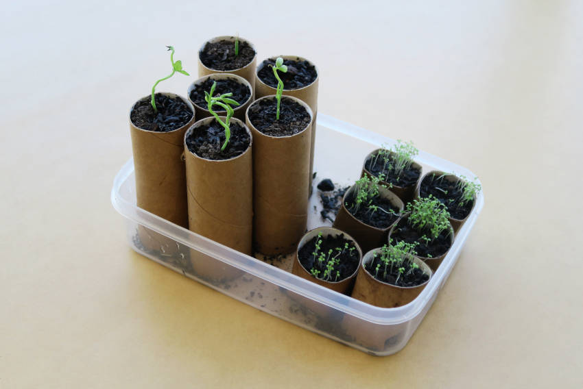 How to Use Empty Toilet Paper Rolls as Compostable Seed-Starters