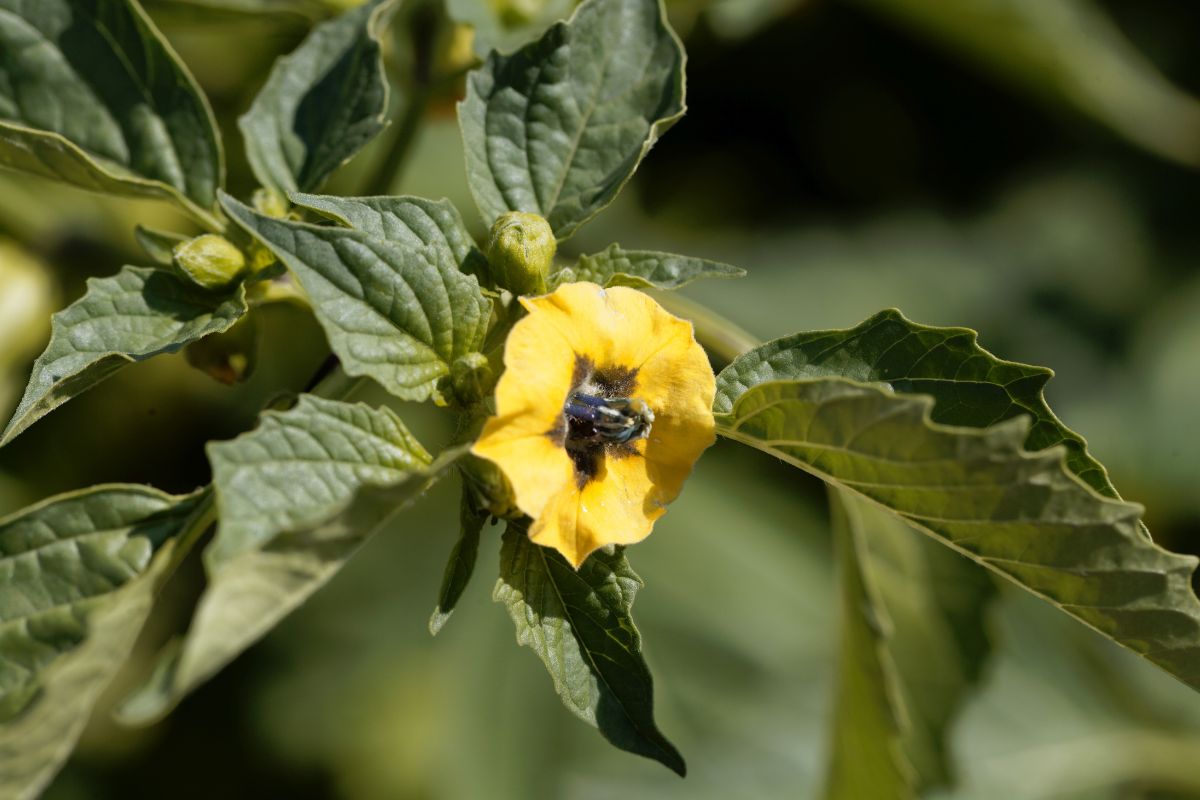 A tomatillo flower on a bush