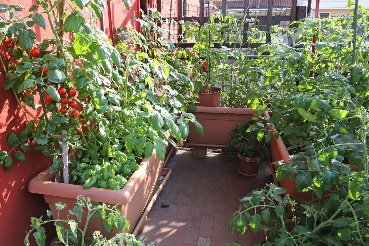 Tomato plants growing in plastic planters on a balcony