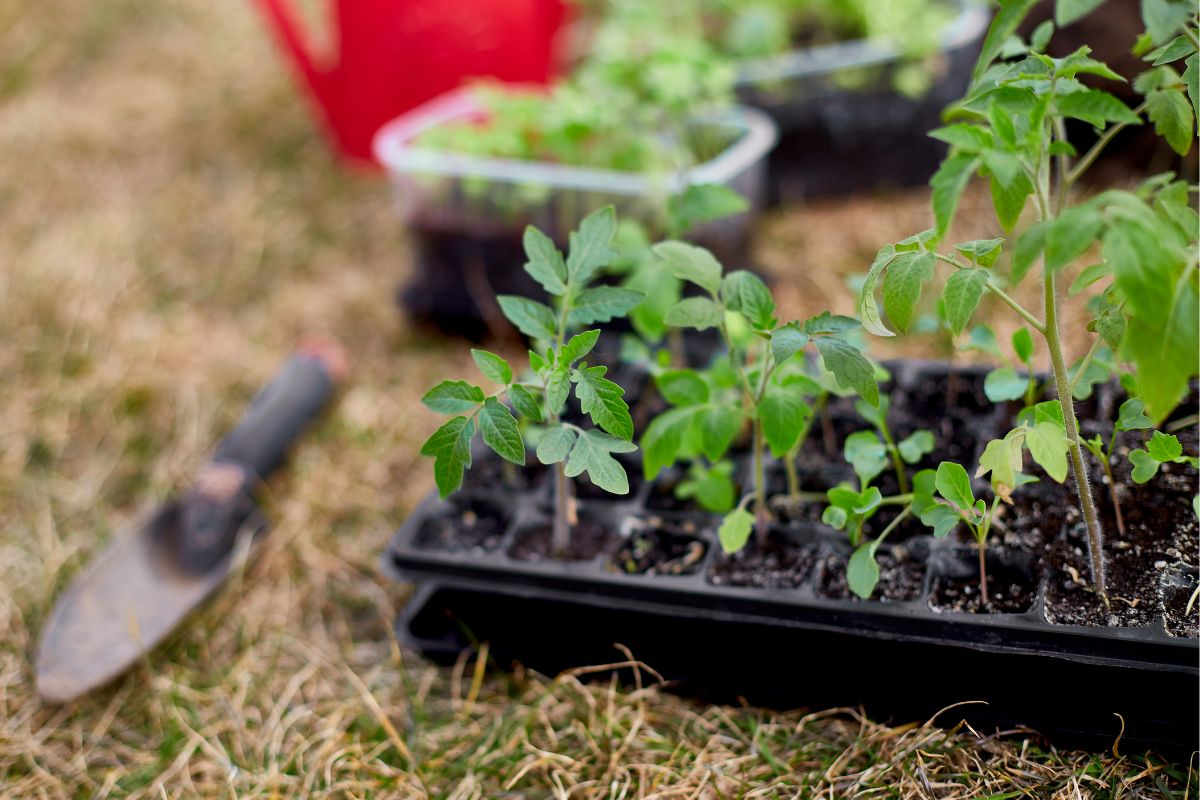 Healthy tomato seedlings ready to plant in to the garden