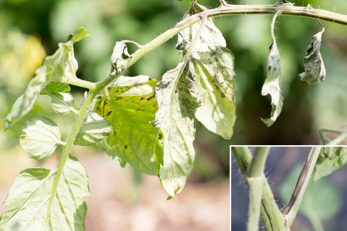Tomato leaf spot virus (TLSV) symptoms on a tomato leaf and stem