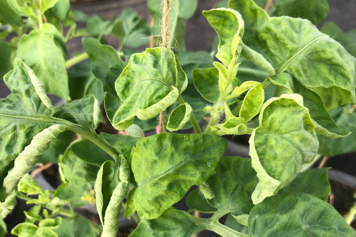 Curled and distorted tomato leaves affected by tomato leaf curl virus