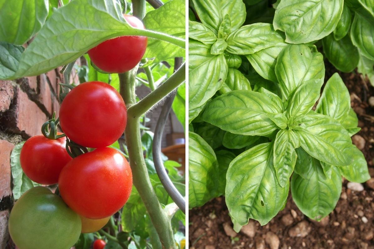 Tomato and basil make good companions in the garden