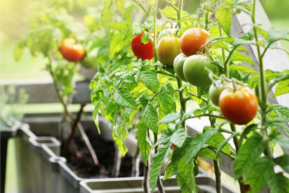 Tomato plants with tomatoes growing in a raised garden bed