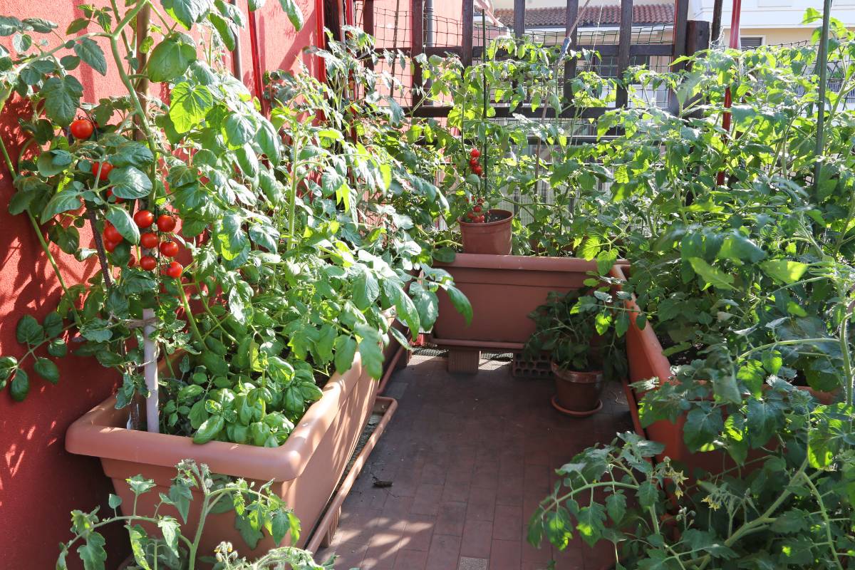 Tomatoes in planters growing on a balcony