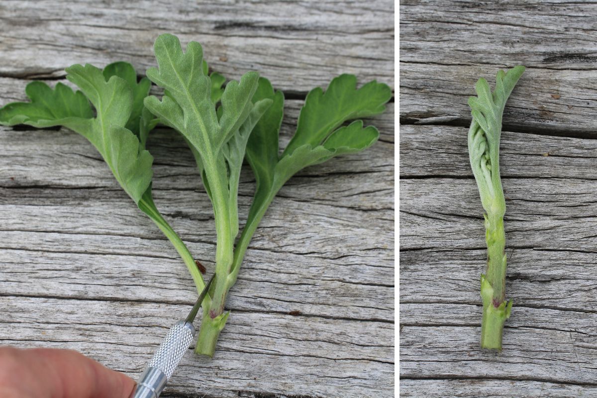 Trimming the lower leaves from the cutting