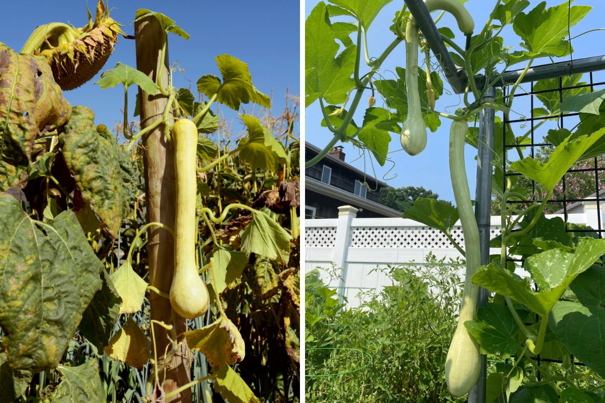 Tromboncino fruit hanging from a trellis