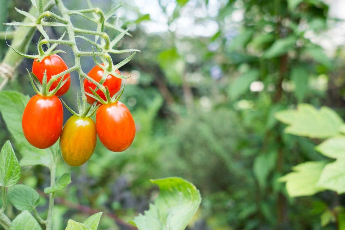 A truss of cherry tomatoes growing in a home garden