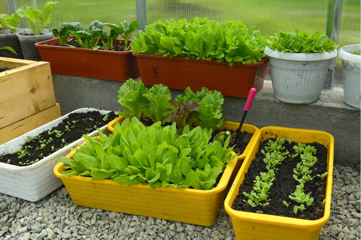 Tubs of vegetables growing on a balcony