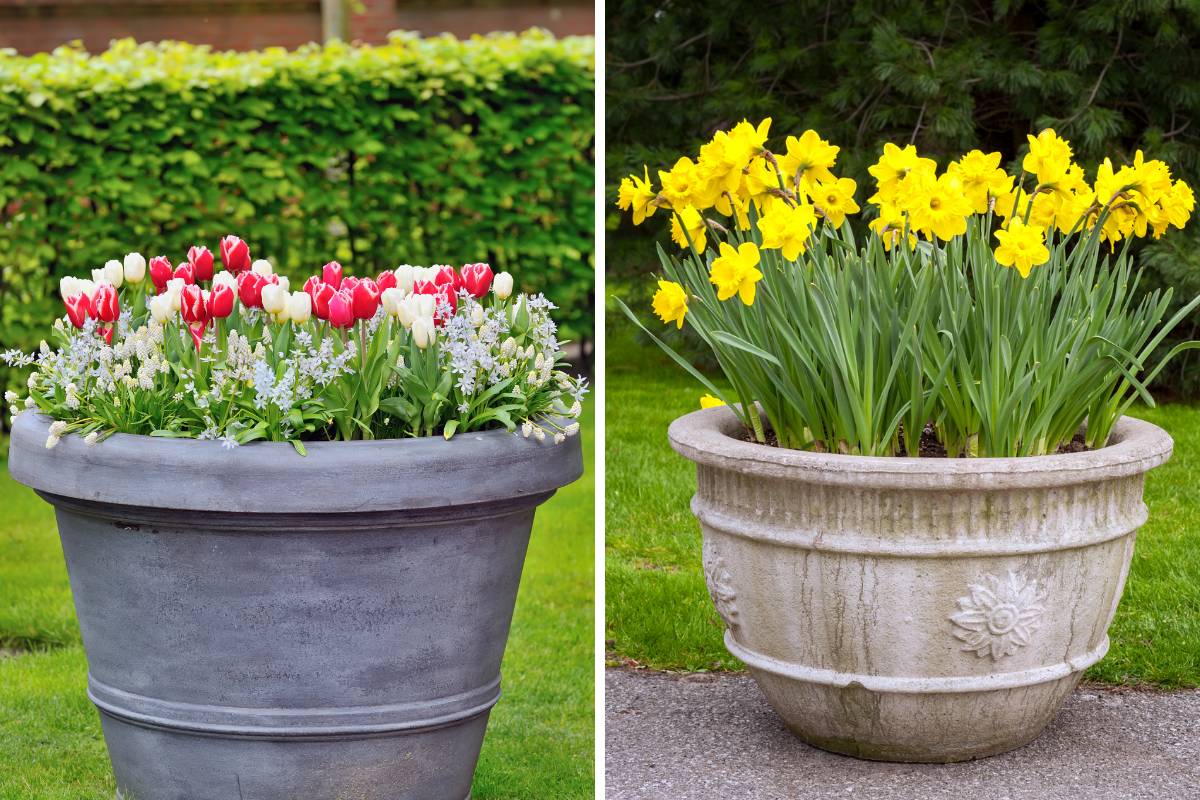 Tulips, spring stars,  muscari and daffodils flowering in large post