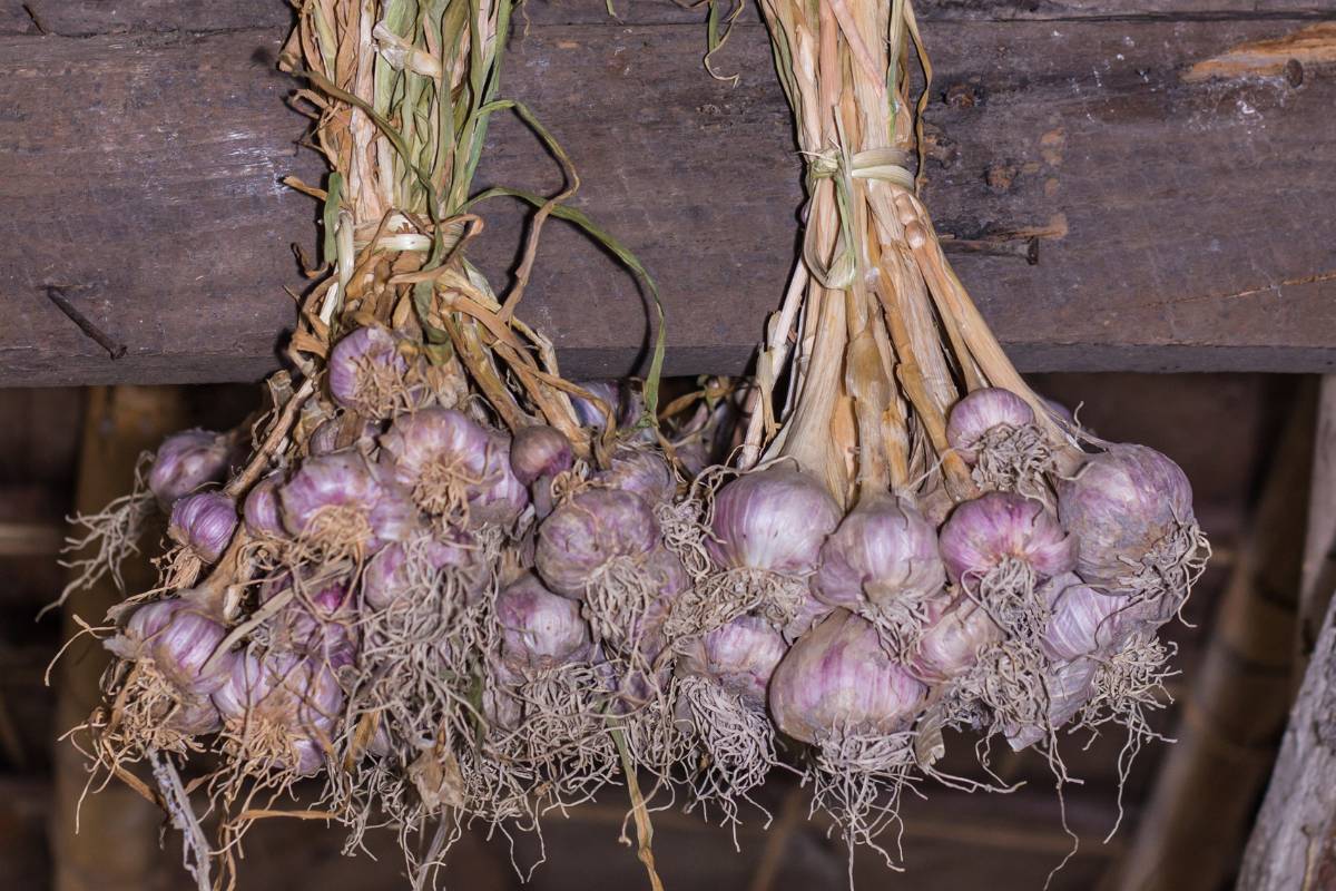 Two bunches of purple garlic bulbs hung from a beam in a shed to cure