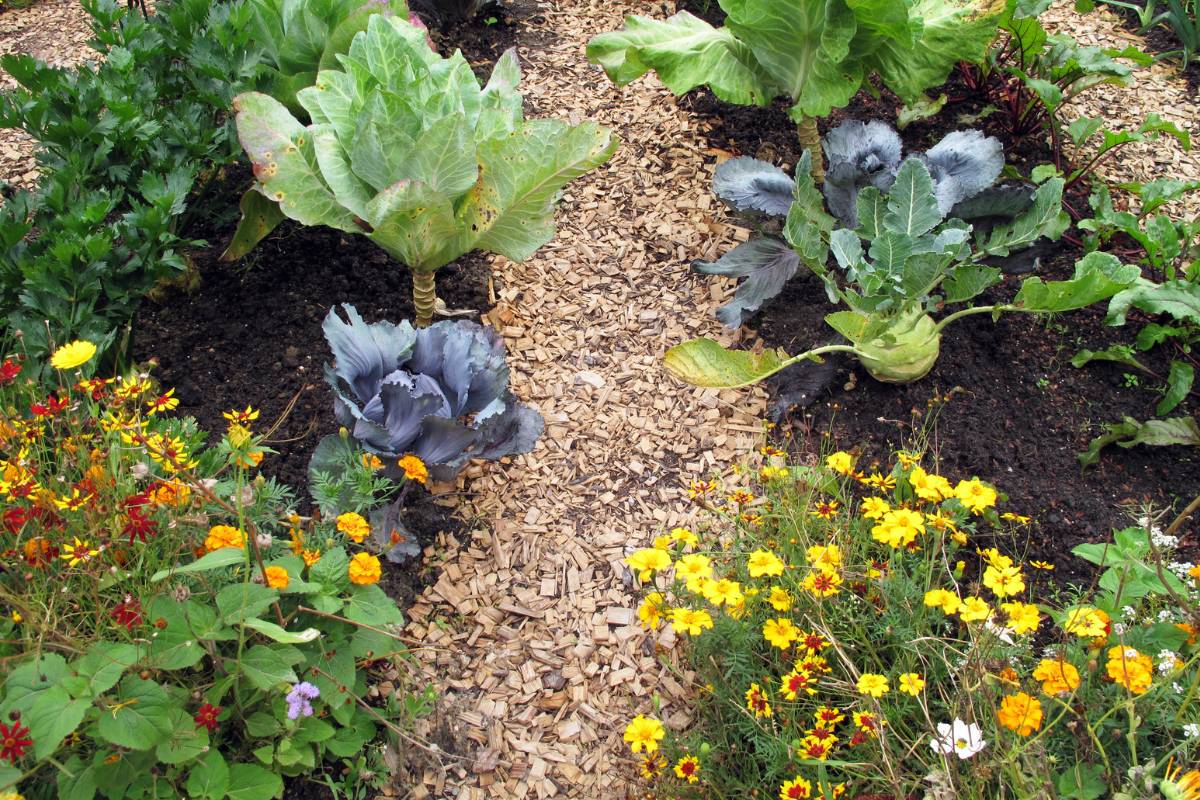 Two garden beds planted with cabbage, kale and flowers