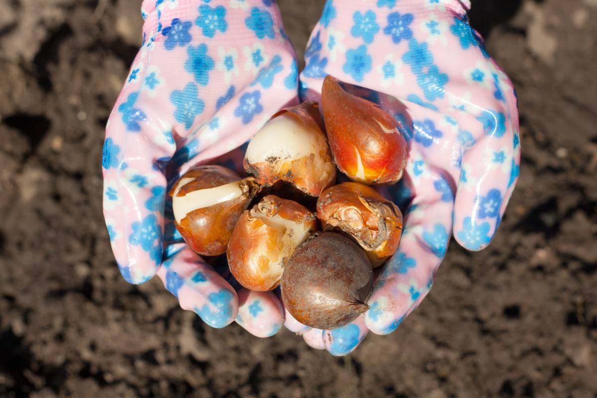 Two gloved hands holiding seven tulip bulbs ready for planting in autumn