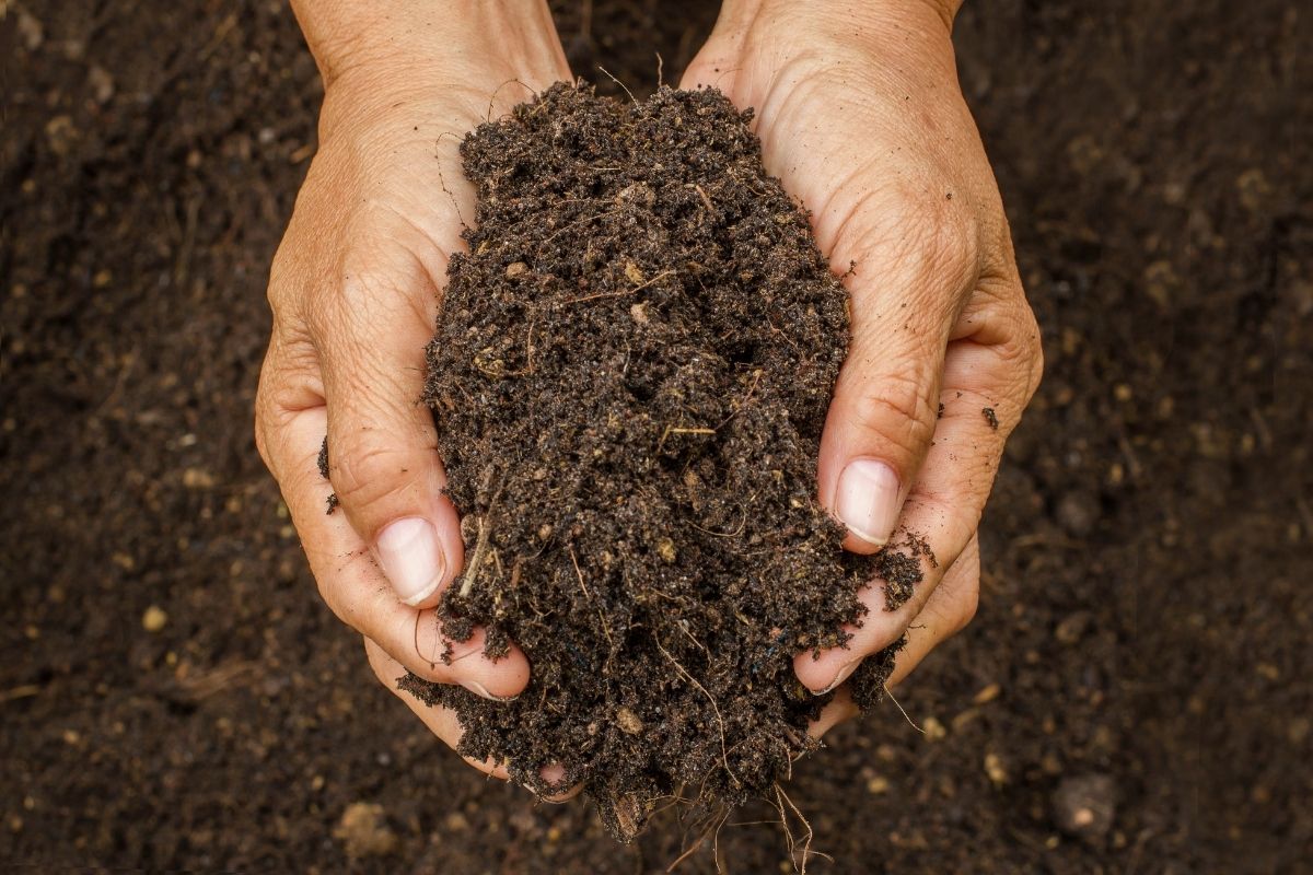 Two hands holding some garden soil